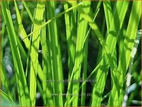 Carex pensylvanica