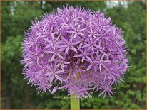 Allium &#39;Globemaster&#39; (pot 11 cm)