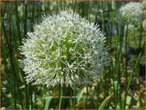 Allium &#39;Mount Everest&#39; (pot 11 cm)