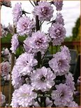 Delphinium 'Cha Cha' (pot 11 cm)