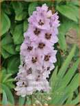 Delphinium 'Sky Sensation' (pot 11 cm)