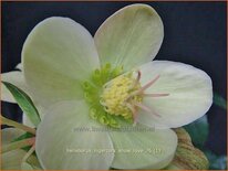 Helleborus nigercors 'Snow Love' (pot 11 cm)