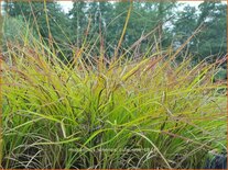 Miscanthus sinensis &#39;Cute One&#39; (pot 11 cm)