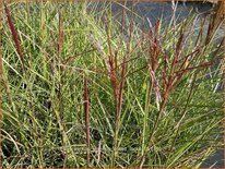 Miscanthus sinensis 'Dread Locks' (pot 11 cm)