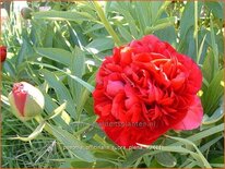 Paeonia officinalis &#39;Rubra Plena&#39; (pot 11 cm)