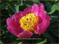 Paeonia officinalis &#39;Anemoniflora&#39; (pot 11 cm)
