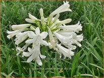 Agapanthus 'Pitchoune White'