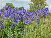 Agapanthus 'Pretty Heidy'