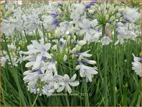 Agapanthus 'Twister'