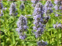 Agastache 'Blue Fortune'