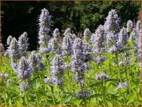 Agastache 'Blue Fortune'