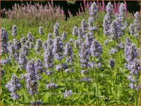 Agastache 'Blue Fortune'