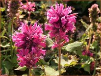 Agastache 'Danish Delight'