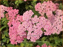 Achillea millefolium &#39;Butterfly Bombshell&#39;