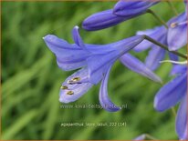 Agapanthus 'Lapis Lazuli'