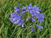 Agapanthus 'Lapis Lazuli'
