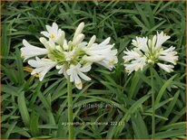 Agapanthus 'Thumbelina'