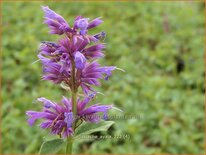 Agastache 'Ayala'