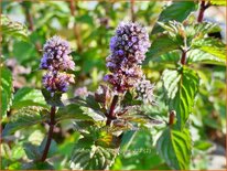 Mentha piperita 'Agnes'