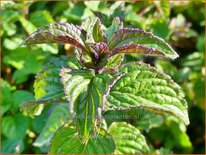 Mentha piperita 'Agnes'