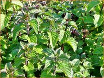 Mentha piperita 'Agnes'