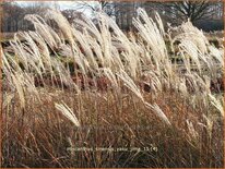 Miscanthus sinensis 'Yaku Jima' (pot 11 cm)