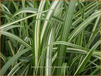 Miscanthus sinensis 'Cabaret' (pot 11 cm)
