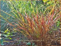 Miscanthus sinensis 'Dronning Ingrid' (pot 11 cm)