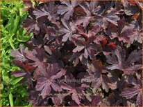 Geranium maculatum 'Stormy Night'