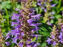 Agastache 'Purple Haze'