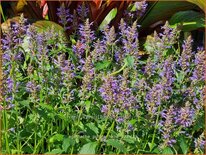 Agastache 'Purple Haze'
