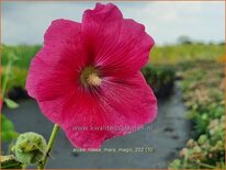 Alcea rosea 'Mars Magic'