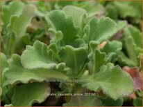 Arabis caucasica 'Pinkie'