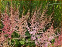 Astilbe chinensis 'Finale'