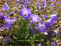 Campanula carpatica 'Blaue Clips'