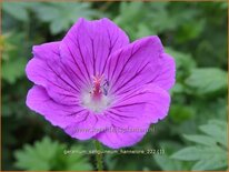 Geranium sanguineum 'Hannelore'