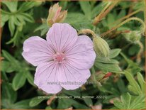 Geranium sanguineum 'Pink Summer'