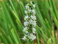 Mentha spicata 'Maroccan'