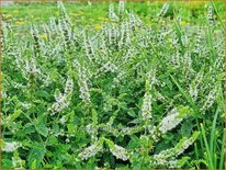 Mentha spicata 'Maroccan'