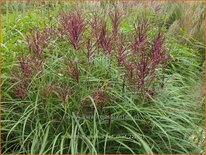 Miscanthus sinensis 'Red Chief' (pot 11 cm)