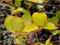 Muehlenbeckia complexa 'Golden Girl'