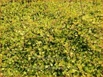 Muehlenbeckia complexa 'Golden Girl'