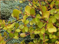 Muehlenbeckia complexa 'Golden Girl'