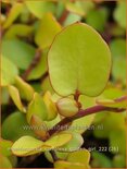 Muehlenbeckia complexa 'Golden Girl'