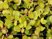 Muehlenbeckia complexa 'Golden Girl'