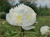 Paeonia &#39;Duchesse de Nemours&#39; (pot 11 cm)