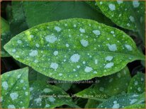 Pulmonaria 'Shrimps on the Barbie'