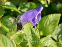 Strobilanthes 'Blue Carpet'