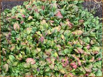 Ajuga reptans 'Spring Surprise'
