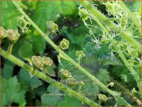 Mitella stylosa var. 'Makinoi'
